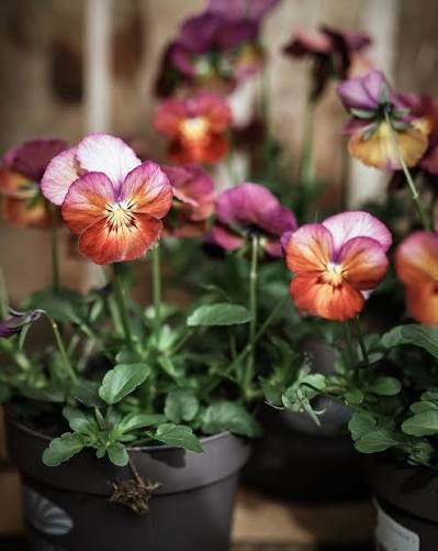 viola_cornuta_twix_F1_bronze_rose