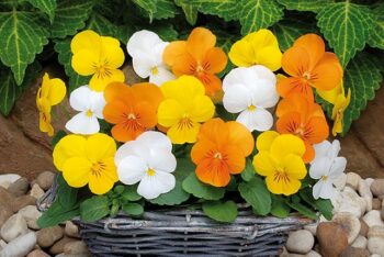 viola_cornuta_twix_F1_citrus_mix_1