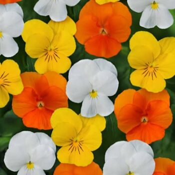 viola_cornuta_twix_F1_citrus_mix_3