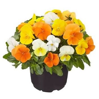 viola_cornuta_twix_F1_citrus_mix