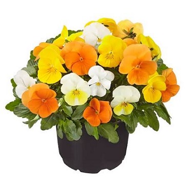 viola_cornuta_twix_F1_citrus_mix