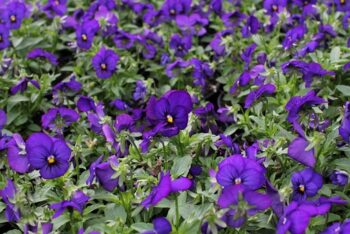 viola_cornuta_twix_F1_deep_blue_with_eye_1