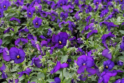 viola_cornuta_twix_F1_deep_blue_with_eye_1