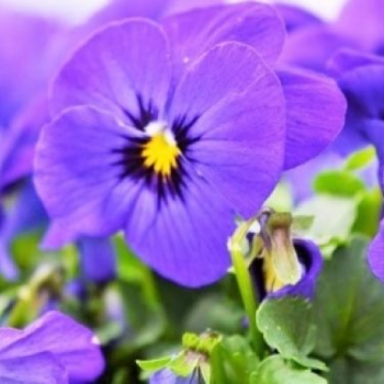 viola_cornuta_twix_F1_deep_blue_with_eye_2