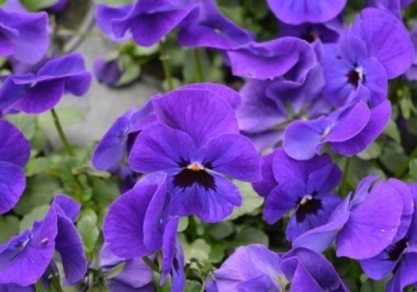 viola_cornuta_twix_F1_deep_blue_with_eye