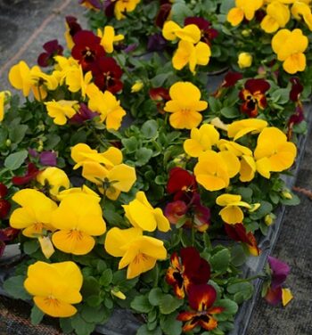 viola_cornuta_twix_F1_fire_mix_1