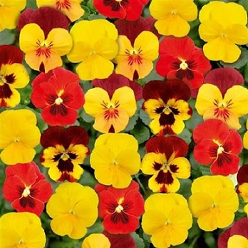 viola_cornuta_twix_F1_fire_mix_2