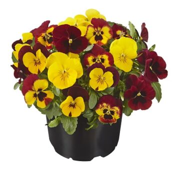viola_cornuta_twix_F1_fire_mix