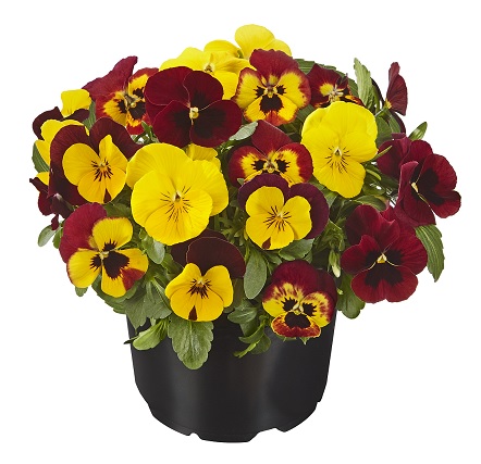 viola_cornuta_twix_F1_fire_mix