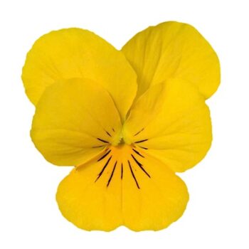 viola_cornuta_twix_F1_gold_1