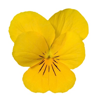 viola_cornuta_twix_F1_gold_1