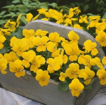 viola_cornuta_twix_F1_gold