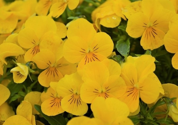 viola_cornuta_twix_F1_gold_2