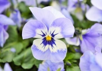 viola_cornuta_twix_F1_marina_1