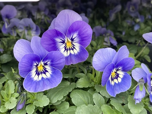 viola_cornuta_twix_F1_marina_2