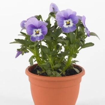 viola_cornuta_twix_F1_marina