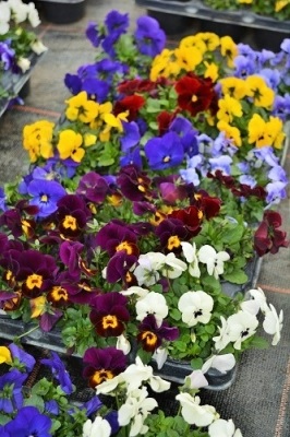 viola_cornuta_twix_F1_mix_with_eye_1