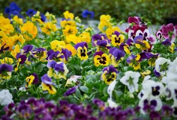 viola_cornuta_twix_F1_mix_with_eye_2