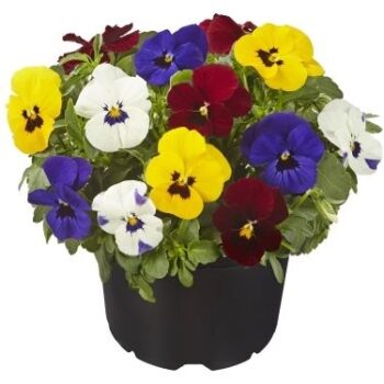 viola_cornuta_twix_F1_mix_with_eye