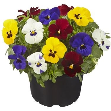 viola_cornuta_twix_F1_mix_with_eye