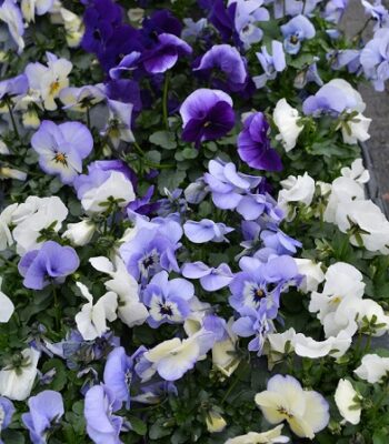 viola_cornuta_twix_F1_ocean_mix_1