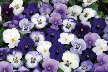 viola_cornuta_twix_F1_ocean_mix_2