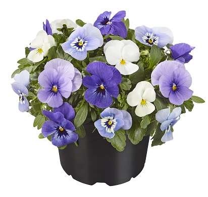 viola_cornuta_twix_F1_ocean_mix