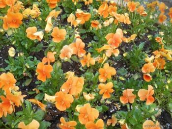 viola_cornuta_twix_F1_orange_1