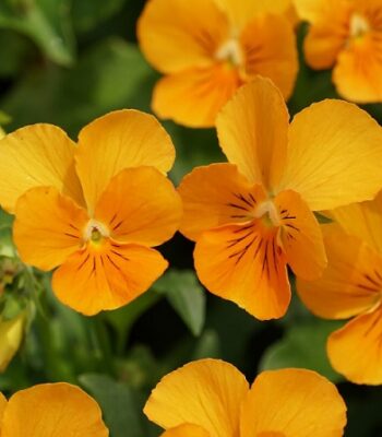 viola_cornuta_twix_F1_orange_2