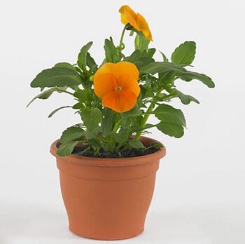 viola_cornuta_twix_F1_orange