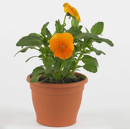 viola_cornuta_twix_F1_orange