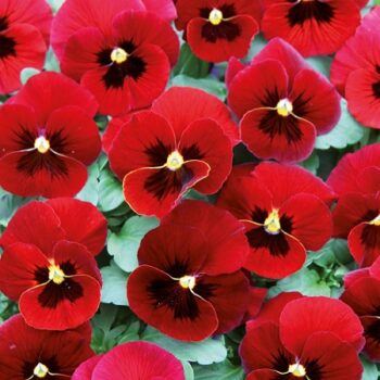 viola_cornuta_twix_F1_red_with_eye_1