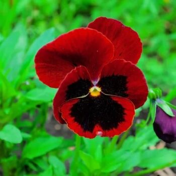viola_cornuta_twix_F1_red_with_eye_2