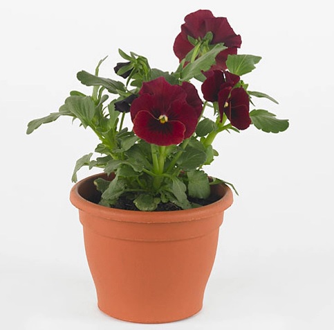 viola_cornuta_twix_F1_red_with_eye