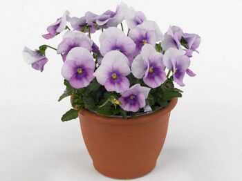 viola_cornuta_twix_F1_rose_frost_1
