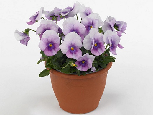 viola_cornuta_twix_F1_rose_frost_1