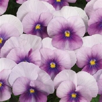 viola_cornuta_twix_F1_rose_frost