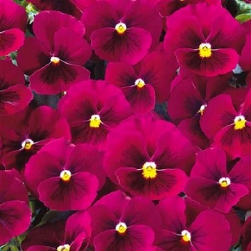 viola_cornuta_twix_F1_rose_with_eye_1