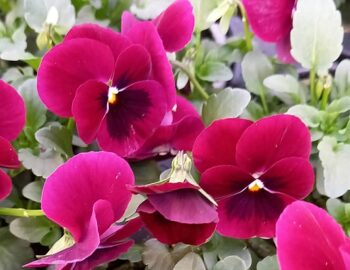 viola_cornuta_twix_F1_rose_with_eye_2