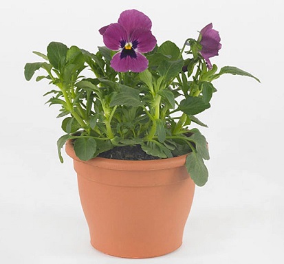 viola_cornuta_twix_F1_rose_with_eye