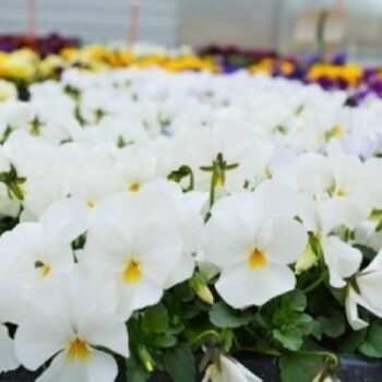 viola_cornuta_twix_f1_snow_1