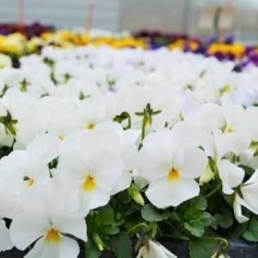 viola_cornuta_twix_f1_snow_1