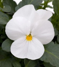 viola_cornuta_twix_f1_snow_2