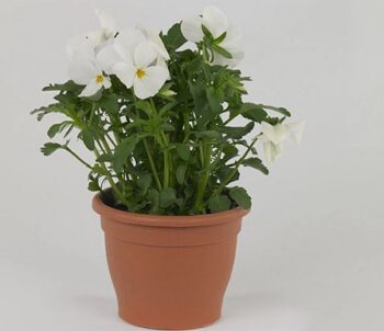 viola_cornuta_twix_f1_snow