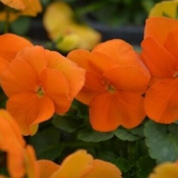 viola_cornuta_twix_F1_tangerine_1