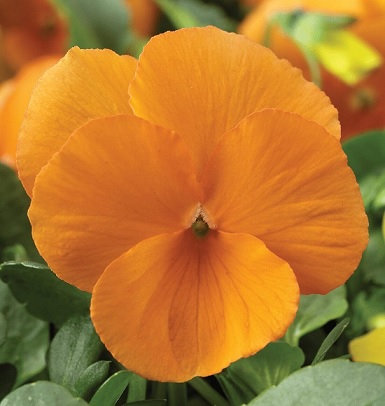 viola_cornuta_twix_F1_tangerine_2
