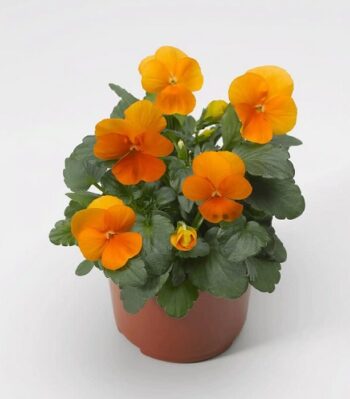 viola_cornuta_twix_F1_tangerine
