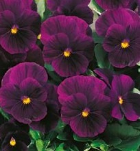 viola_cornuta_twix_f1_violet_1
