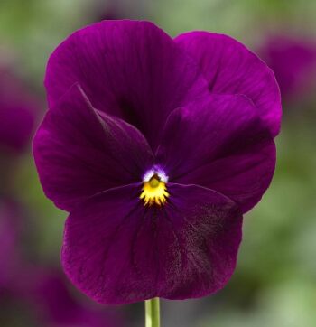 viola_cornuta_twix_f1_violet_3