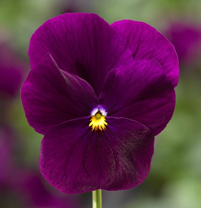 viola_cornuta_twix_f1_violet_3